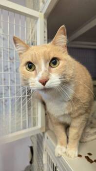 Bud -  Domestic Short Hair Cat for Adoption in Vancouver, Washington - Bud | PetCurious