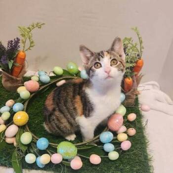 Tabby and Calico Cats Available for Adoption - Sandy | PetCurious