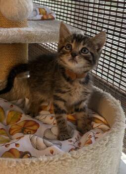 Axel -  Domestic Short Hair Cat for Adoption in Bethel, Ohio - Axel | PetCurious