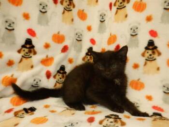 FELIX -  Domestic Short Hair Cat for Adoption in San Jose, California - FELIX | PetCurious
