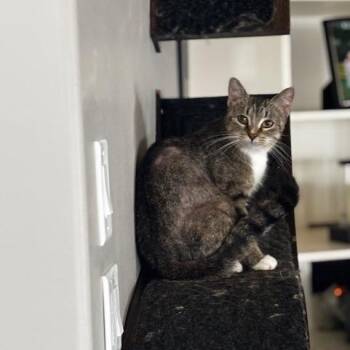 Angel -  Domestic Short Hair Cat for Adoption in Clavet, Saskatchewan - Angel | PetCurious