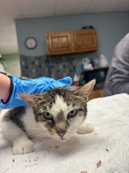 Domestic Short Hair Cats Available for Adoption in Wabash, Indiana - Beyonce | PetCurious