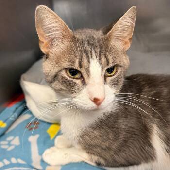 Thaddeus -  Domestic Short Hair Cat for Adoption in Austin, Texas - Thaddeus | PetCurious