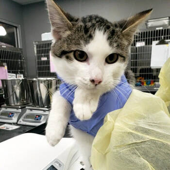 Rescue Domestic Short Hair Cats for Adoption in Salt Lake City, Utah - Judge Mathis | PetCurious