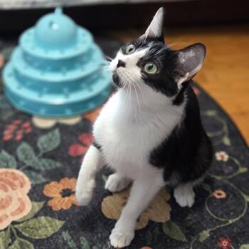 Domestic Short Hair Cats Available for Adoption in Wyandotte, Michigan - Flora | PetCurious