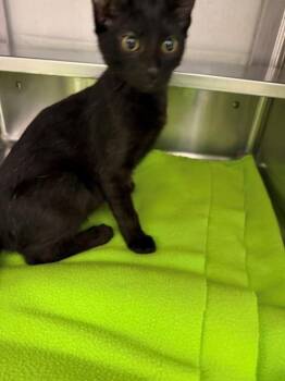 BEAR -  Domestic Short Hair Cat for Adoption in Chula Vista, California - BEAR | PetCurious