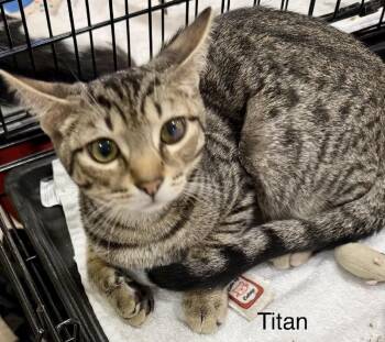 Titan -  Domestic Short Hair Cat for Adoption in Safety Harbor, Florida - Titan | PetCurious