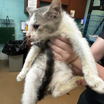 Arthur -  Domestic Short Hair Cat for Adoption in Gadsden, Alabama - Arthur | PetCurious