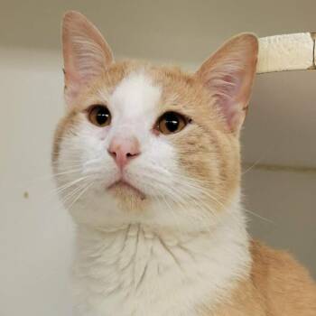 Domestic Short Hair Cats Available for Adoption in Columbia, Missouri - Dreamweaver | PetCurious