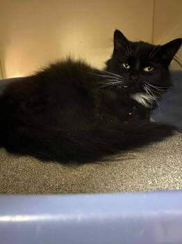 Rescue Domestic Long Hair Cats for Adoption in Mauston, Wisconsin - Wednesday | PetCurious