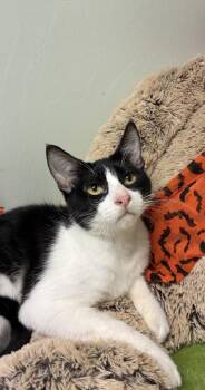 Rocket -  Domestic Short Hair Cat for Adoption in Picayune, Mississippi - Rocket | PetCurious