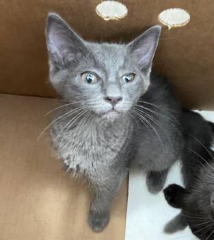 LAVA MAN -  Domestic Short Hair Cat for Adoption in Dallas, Texas - LAVA MAN | PetCurious