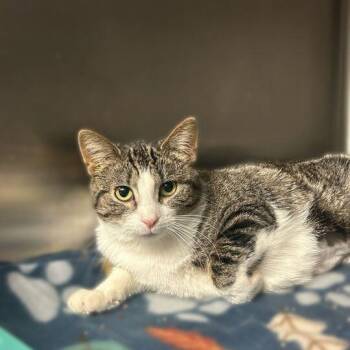 Tito -  Domestic Short Hair Cat for Adoption in Davenport, Iowa - Tito | PetCurious