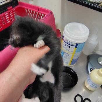 Omelette -  Domestic Short Hair Cat for Adoption in Coos Bay, Oregon - Omelette | PetCurious