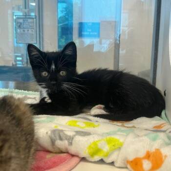 Bolt (ID 51806) -  Domestic Short Hair Cat for Adoption in Manassas, Virginia - Bolt (ID 51806) | PetCurious