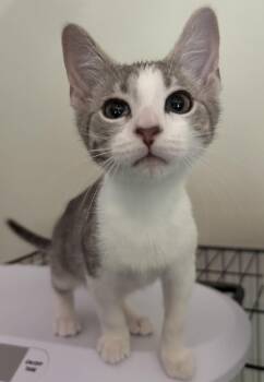 Hazel -  Domestic Short Hair Cat for Adoption in Zimmerman, Minnesota - Hazel | PetCurious