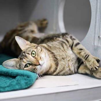 Bagel -  Domestic Short Hair Cat for Adoption in Atlanta, Georgia - Bagel | PetCurious