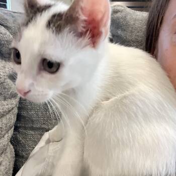 HEMLOCK -  Domestic Short Hair Cat for Adoption in Huntington, New York - HEMLOCK | PetCurious