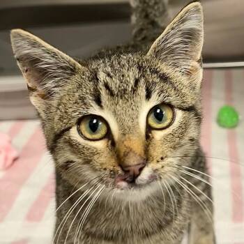 Rescue Domestic Short Hair Cats for Adoption in Yankton, South Dakota - George | PetCurious