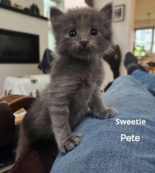 Domestic Short Hair Cats Available for Adoption in Williamsburg, Iowa - Sweetie Pete (Available Est. 6/5/26) | PetCurious