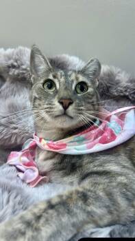 Carrie -  Domestic Short Hair and Tabby Cat for Adoption in Manalapan Township, New Jersey - Carrie | PetCurious