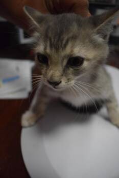 Missy (Patches K2) -  Domestic Short Hair Cat for Adoption in Pahrump, Nevada - Missy (Patches K2) | PetCurious