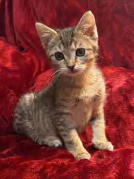 Domestic Short Hair Cats Available for Adoption in Johnson City, Tennessee - Mocha | PetCurious