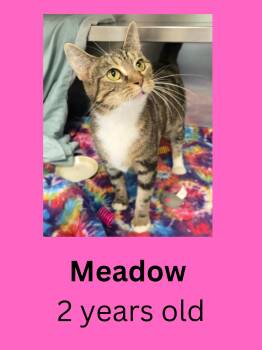 Domestic Short Hair Cats Available for Adoption in Ravenna, Ohio - Meadow | PetCurious