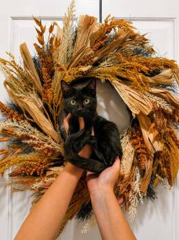 Danika -  Domestic Short Hair Cat for Adoption in Goodyear, Arizona - Danika | PetCurious