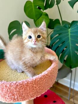 Wellsy -  Domestic Medium Hair Cat for Adoption in Harrison Township, New Jersey - Wellsy | PetCurious