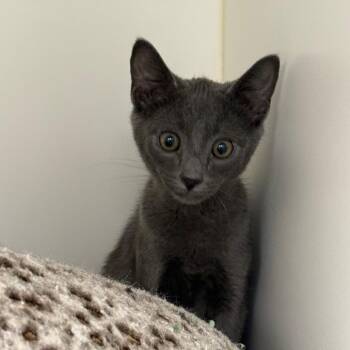 Knick Knack -  Domestic Short Hair Cat for Adoption in West Palm Beach, Florida - Knick Knack | PetCurious