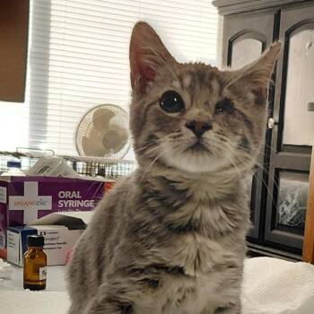 Domestic Short Hair Cats Available for Adoption in Incline Village, Nevada - Bean Sprout | PetCurious