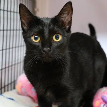 Squishmellow -  Domestic Short Hair Cat for Adoption in Sarasota, Florida - Squishmellow | PetCurious