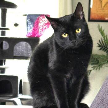 Domestic Short Hair Cats Available for Adoption in Eaton Rapids, Michigan - Odette Arundel 55726 | PetCurious