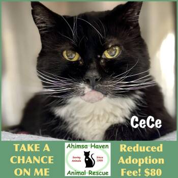 CeCe -  Domestic Medium Hair Cat for Adoption in Winchendon, Massachusetts - CeCe | PetCurious