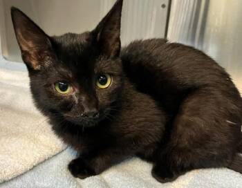Kiki -  Domestic Short Hair Cat for Adoption - Kiki | PetCurious