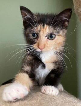 Pippi and Pablo -  Domestic Short Hair Cat for Adoption in Lenexa, Kansas - Pippi And Pablo | PetCurious