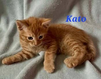 Kato -  Domestic Short Hair and Tabby Cat for Adoption in New Cumberland, West Virginia - Kato | PetCurious