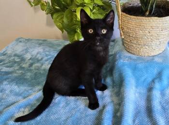 Kodiak -  Domestic Short Hair Cat for Adoption in Shelton, Washington - Kodiak | PetCurious