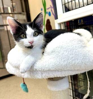 Domestic Short Hair Cats Available for Adoption in Seal Beach, California - Kitten Jarvis | PetCurious