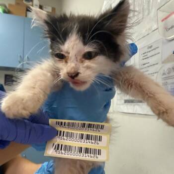 Hornet -  Domestic Medium Hair Cat for Adoption in Charleston, West Virginia - Hornet | PetCurious