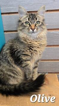 Olive -  Domestic Long Hair Cat for Adoption in Sidney, Ohio - Olive | PetCurious