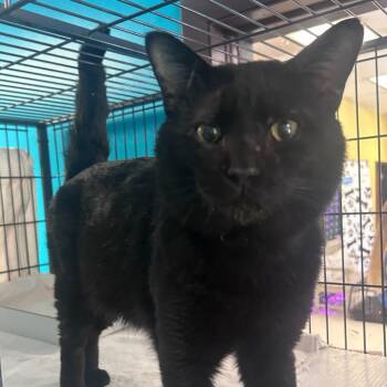 Domestic Short Hair Cats Available for Adoption in Davenport, Iowa - Cinder | PetCurious