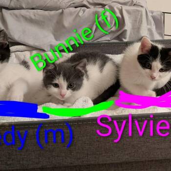 Bunnie -  Domestic Short Hair Cat for Adoption in Harrisonburg, Virginia - Bunnie | PetCurious