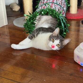 Domestic Short Hair Cats Available for Adoption - Halo | PetCurious