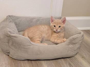 Desi26 -  Domestic Short Hair Cat for Adoption in Youngsville, North Carolina - Desi26 | PetCurious