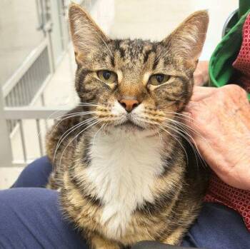 Lil Bro -  Domestic Short Hair Cat for Adoption in Sacramento, California - Lil Bro | PetCurious