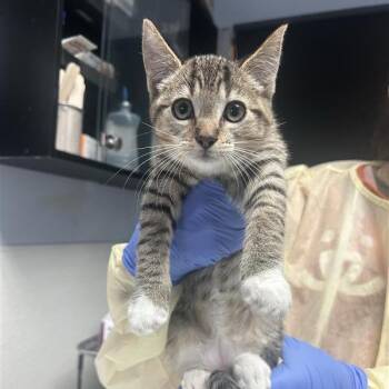 Chouquette -  Domestic Short Hair Cat for Adoption in Salt Lake City, Utah - Chouquette | PetCurious