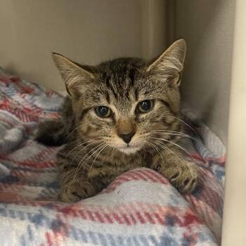 Manana -  Domestic Short Hair Cat for Adoption in Mentor, Ohio - Manana | PetCurious