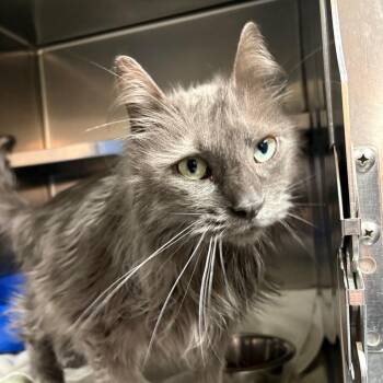 Domestic Long Hair Cats Available for Adoption in Springfield, Illinois - Ashes | PetCurious